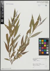 Foto von Salix alba L.
